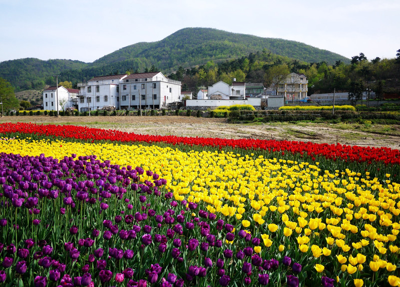 安庆市第四届郁金香展于3月31日至4月15日在宜秀区五横乡花溪茶谷