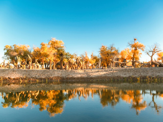 春节假期去额济纳旗胡杨林游价格_去额济纳旗胡杨林旅游十一天要多少钱_额济纳旗胡杨林十一旅游团