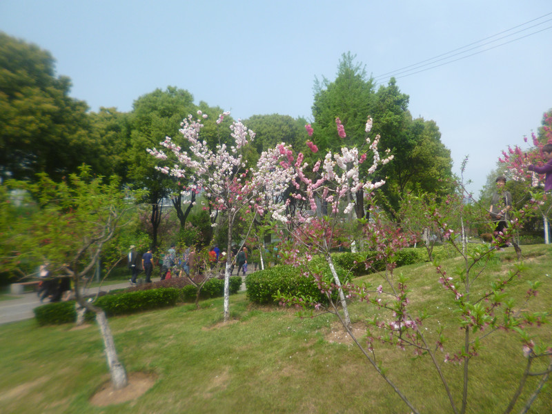 江苏南京游记33南京小桃园桃花美景