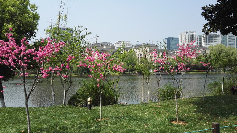 江苏南京游记33南京小桃园桃花美景