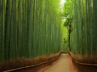 去日本旅游度假_日本旅游哪儿好_香港旅游团日本