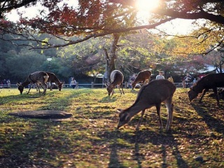 去日本旅游度假_日本旅游哪儿好_香港旅游团日本