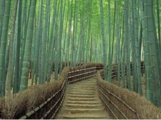 去日本旅游度假_日本旅游哪儿好_香港旅游团日本