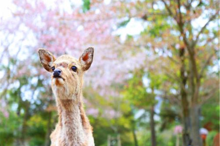 <日本本州东京-北海道7或8日游>