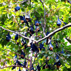 吴哥皇家公园的大蝙蝠 景点模块