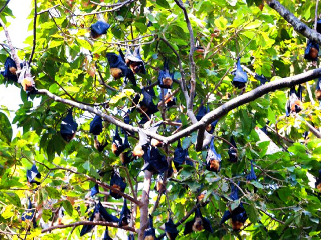 <柬埔寨暹粒+吴哥5或6日游