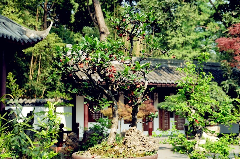 杜甫草堂景区的面积超出了我的想象,内有盆景园,千诗碑,草堂博物馆