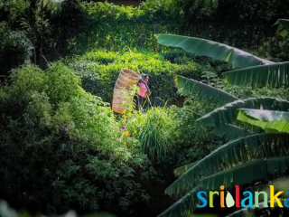 斯里蘭卡旅游費(fèi)用多少_到斯里蘭卡旅游_斯里蘭卡報(bào)團(tuán)多少錢