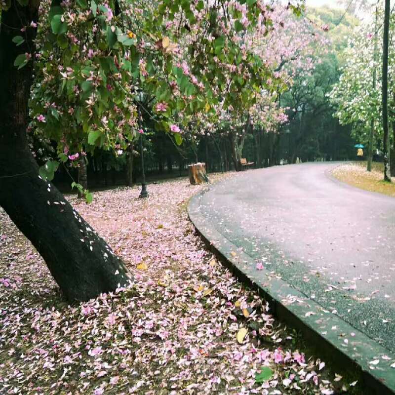 因为下了雨的原因,经过了风雨的洗礼满地落花,很美突然又有种很伤感的