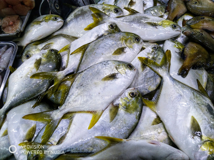 海昌鱼,在哈尔滨,人们叫它晶鱼,味道非常鲜美.
