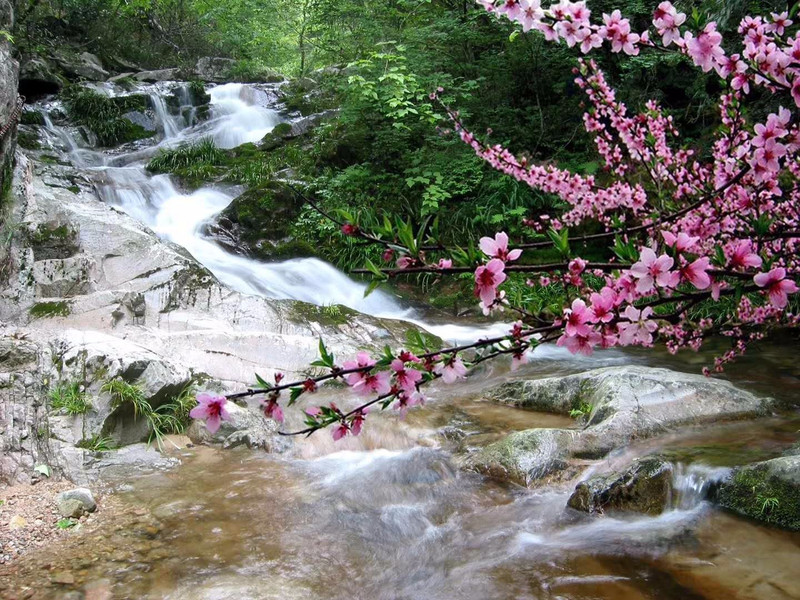 2天1晚桃花冲森林公园踏青赏花玩法