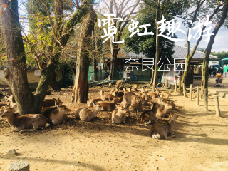 2021去日本跟團(tuán)多少錢_日本旅游一次多少錢_日本游價(jià)格