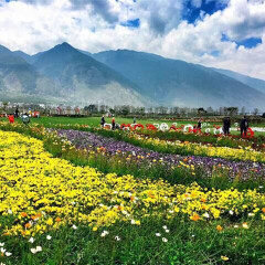 花语牧场 景点模块