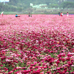 花语牧场 景点模块