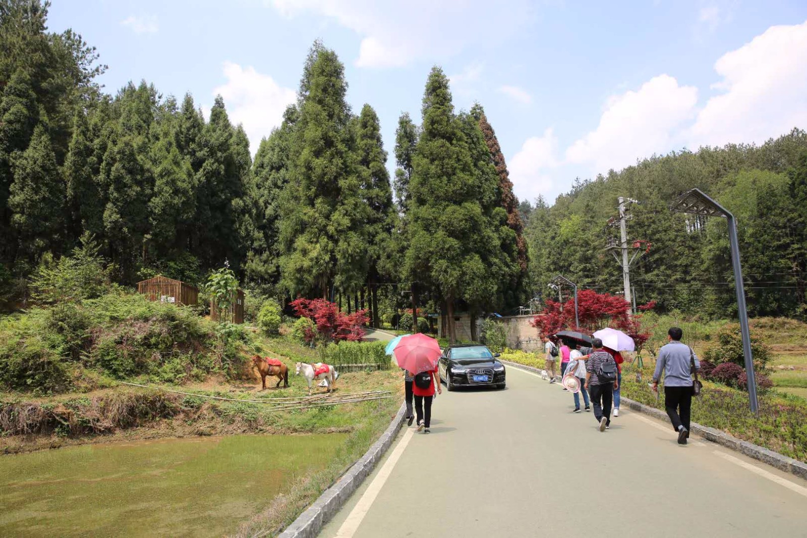 九龙山森林公园的生态木屋酒店非常有特色,全木结构,依山林而建.