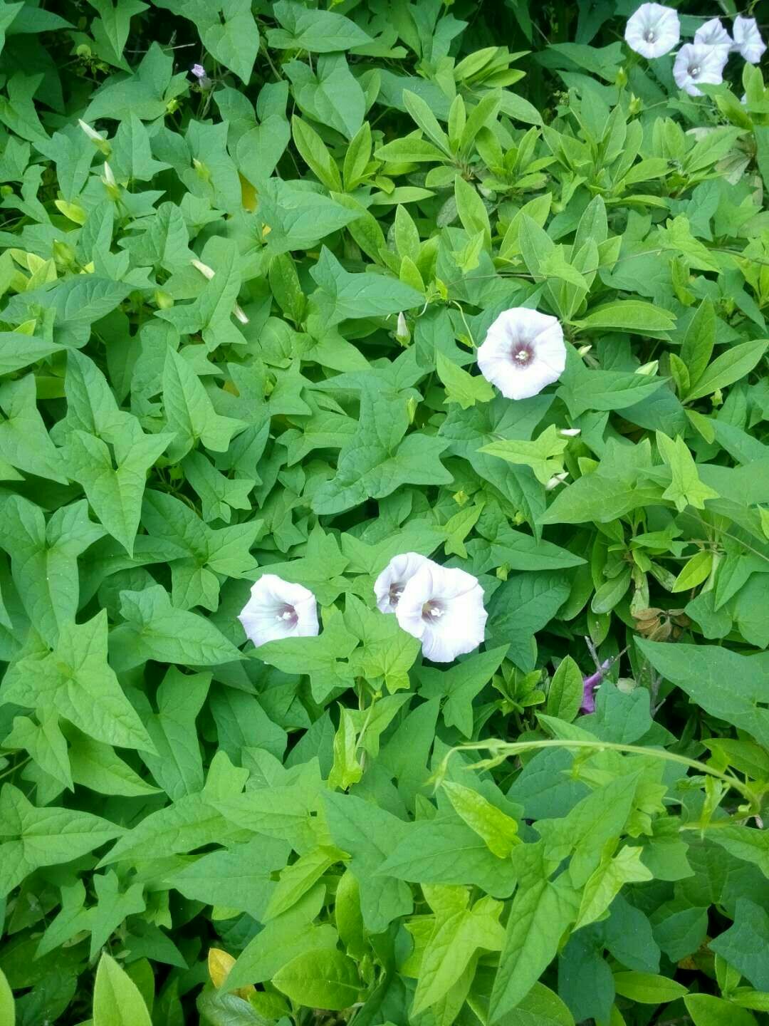 请问西北有什么适合学生毕业旅行的穿越路线,