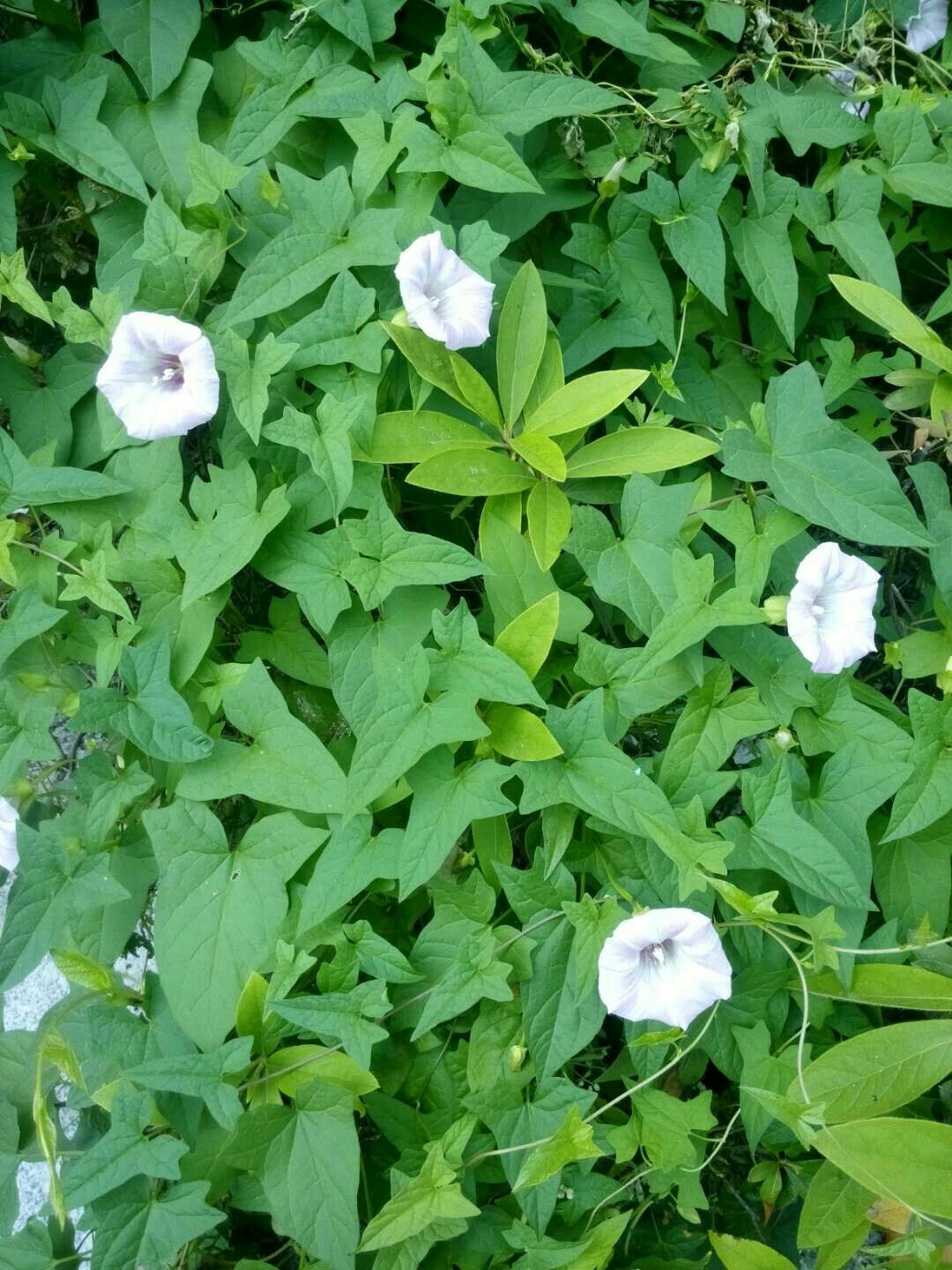 请问西北有什么适合学生毕业旅行的穿越路线,