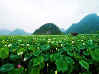 云南旅游價(jià)格多少跟團(tuán)_去云南靠譜的旅行團(tuán)_去云南報(bào)團(tuán)多少錢