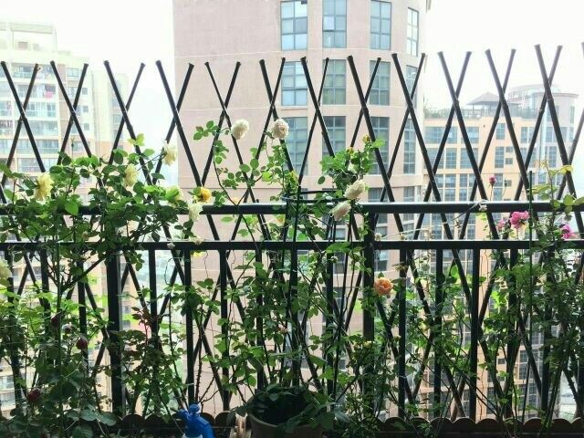 深圳laura_78特色民宿(金龙路与民塘路交叉口分店)