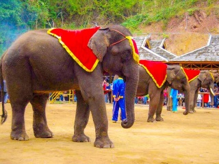 云南西雙版納游跟團(tuán)多少錢_云南西雙版納旅游花多少錢_云南西雙版納旅行團(tuán)旅游報(bào)價(jià)