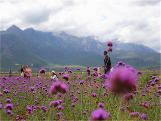 廣州云南香格里拉旅游團(tuán)_云南香格里拉旅游要多少錢2021_云南香格里拉報(bào)團(tuán)多少錢