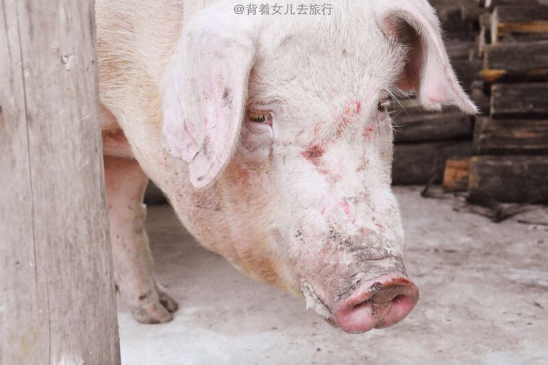 广西桂林漓水人家将举行一场盛大的"杀猪宴,重达800斤的"猪王"将被