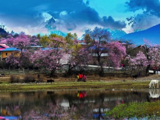 去拉萨布达拉宫7天旅游_跟团到拉萨布达拉宫旅游_到拉萨布达拉宫旅游6日