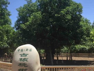新疆跟团旅游观光_去新疆团体旅游_新疆7日游跟团