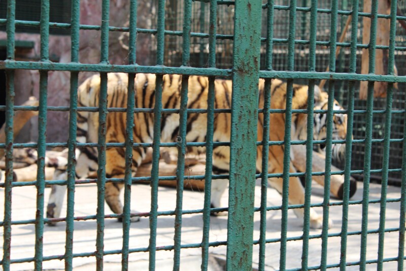 【途牛首发#猎艳行动#南京也能看到考拉啦!红山动物园全景游