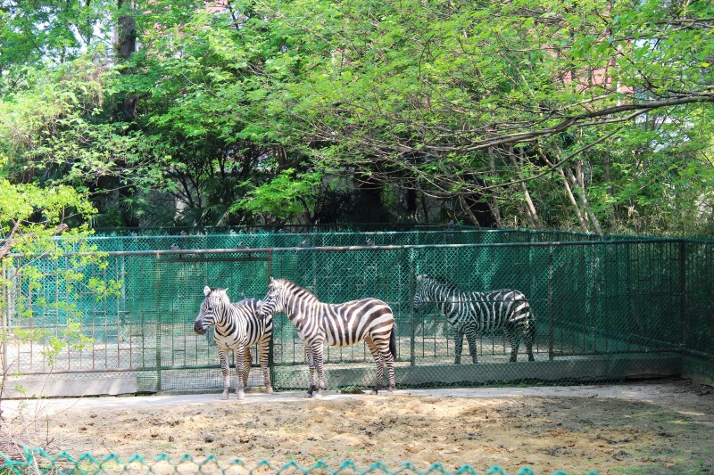 【途牛首发】#猎艳行动#南京也能看到考拉啦!红山动物园全景游