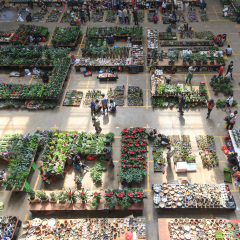Kunming, China - October 7, 2016: People at the Kunming Dounan Flower Market the biggest flower market in Asia and one of the most important in the world