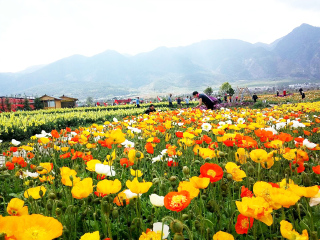 云南麗江旅行跟團_2021年云南麗江旅游團報價_云南麗江自由行旅游團