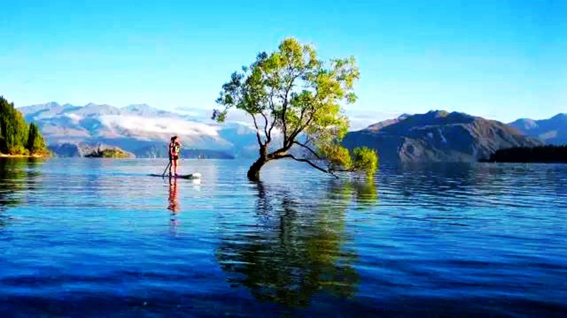 新西兰旅游名片-瓦纳卡孤独的明星树