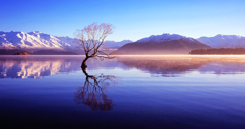新西兰旅游名片-瓦纳卡孤独的明星树