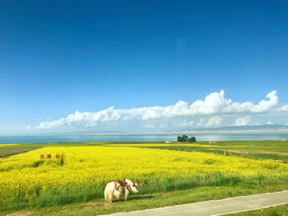到青海旅游报团价格_青海北部旅游_青海跟团六日游