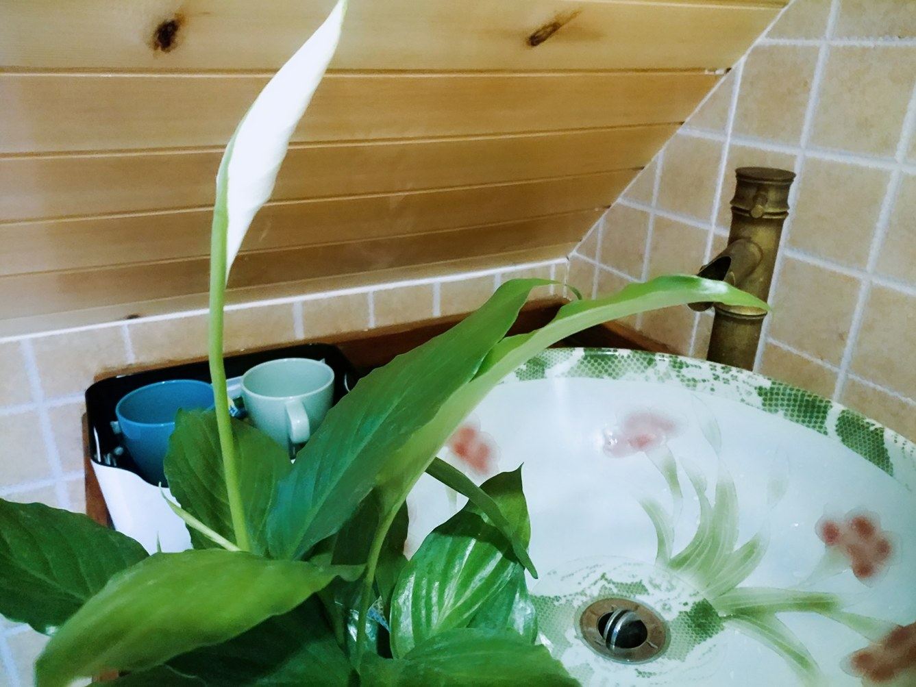 花园一室一厅套房