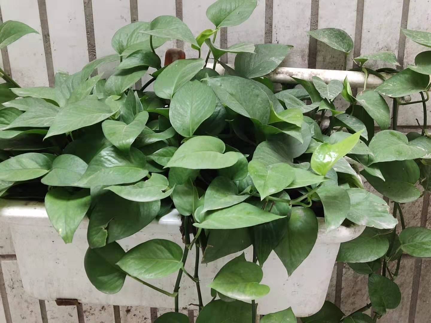 标准大床房