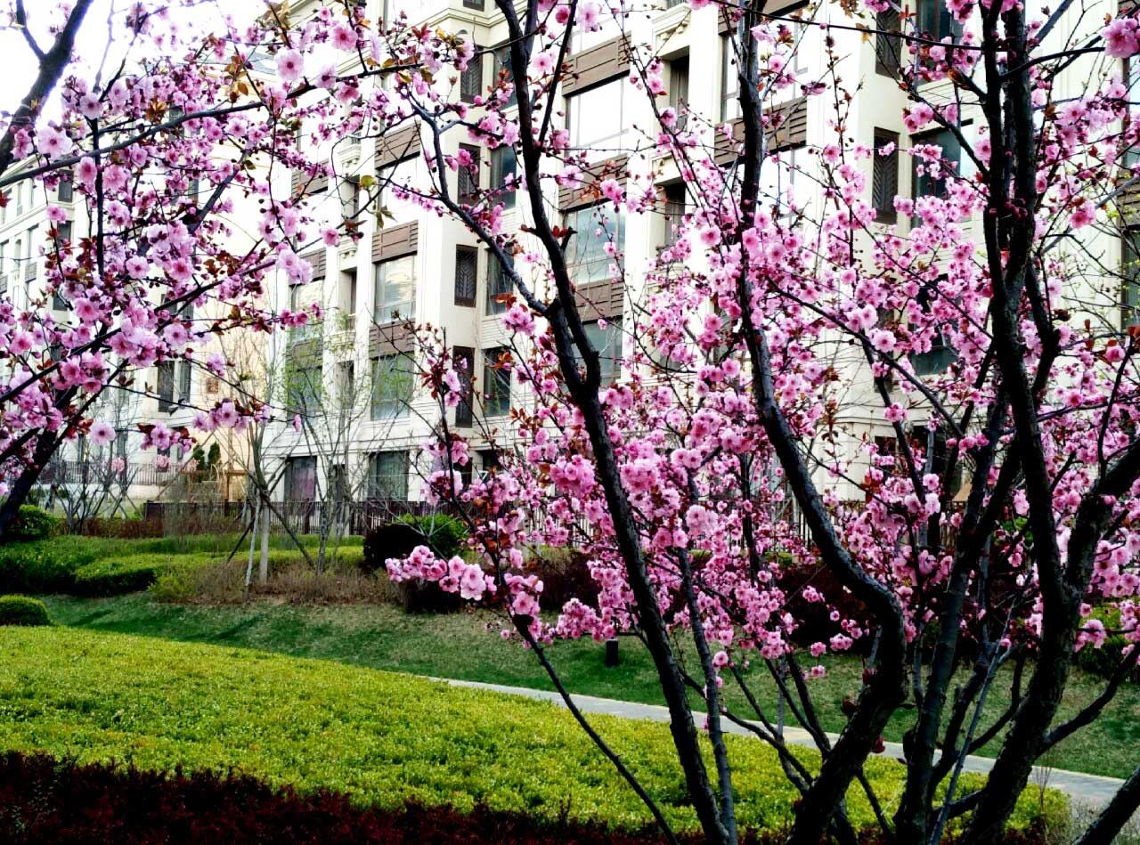 大连金石滩风景区精致花园洋房普通公寓