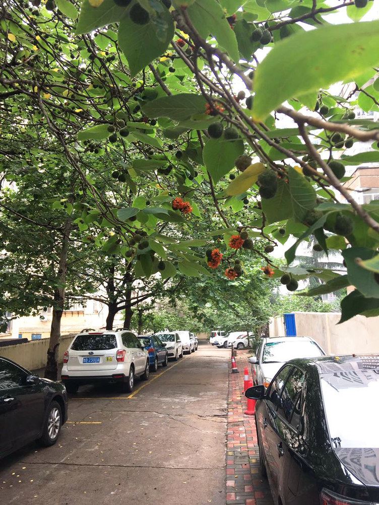 青岛无花果树上的葡萄大大公寓