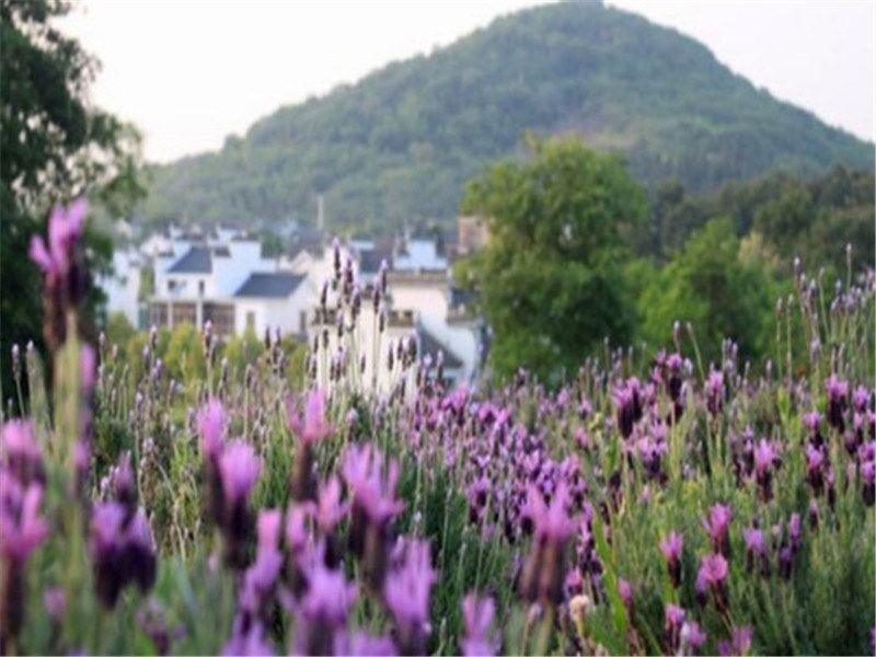 南京慢城叔同村农家乐
