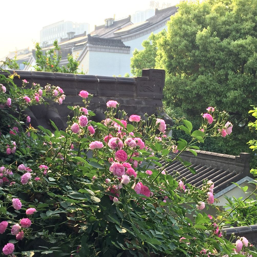 扬州徽派园林式思静古典庄园别墅