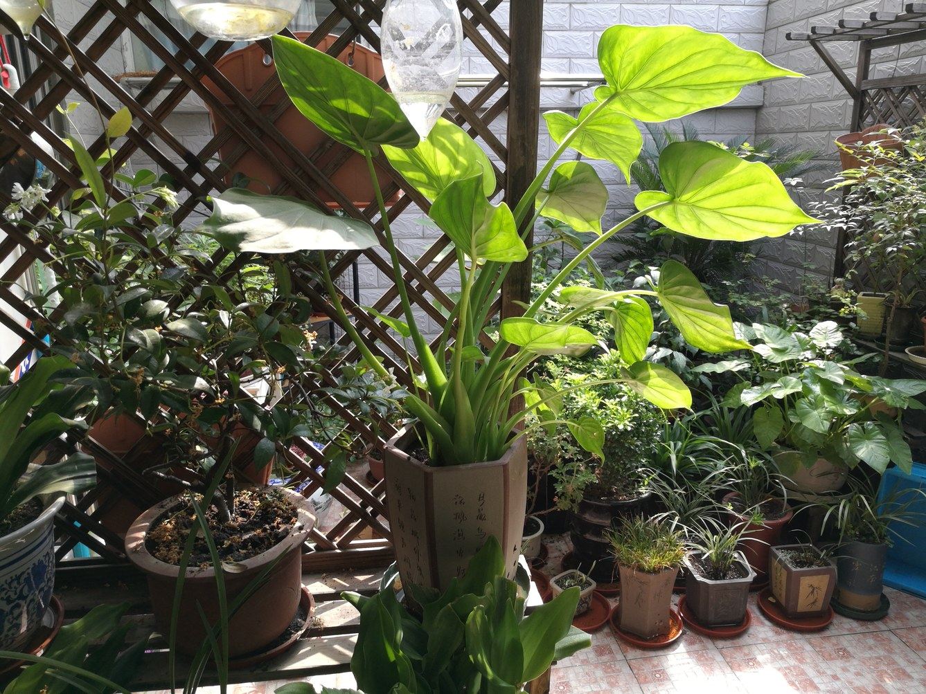 外观
