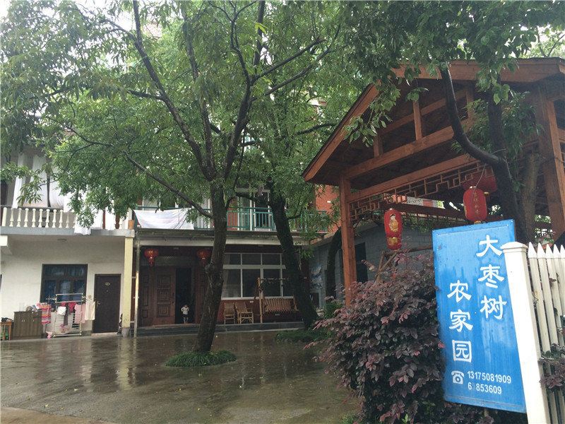 天目山半山腰大枣树农家园