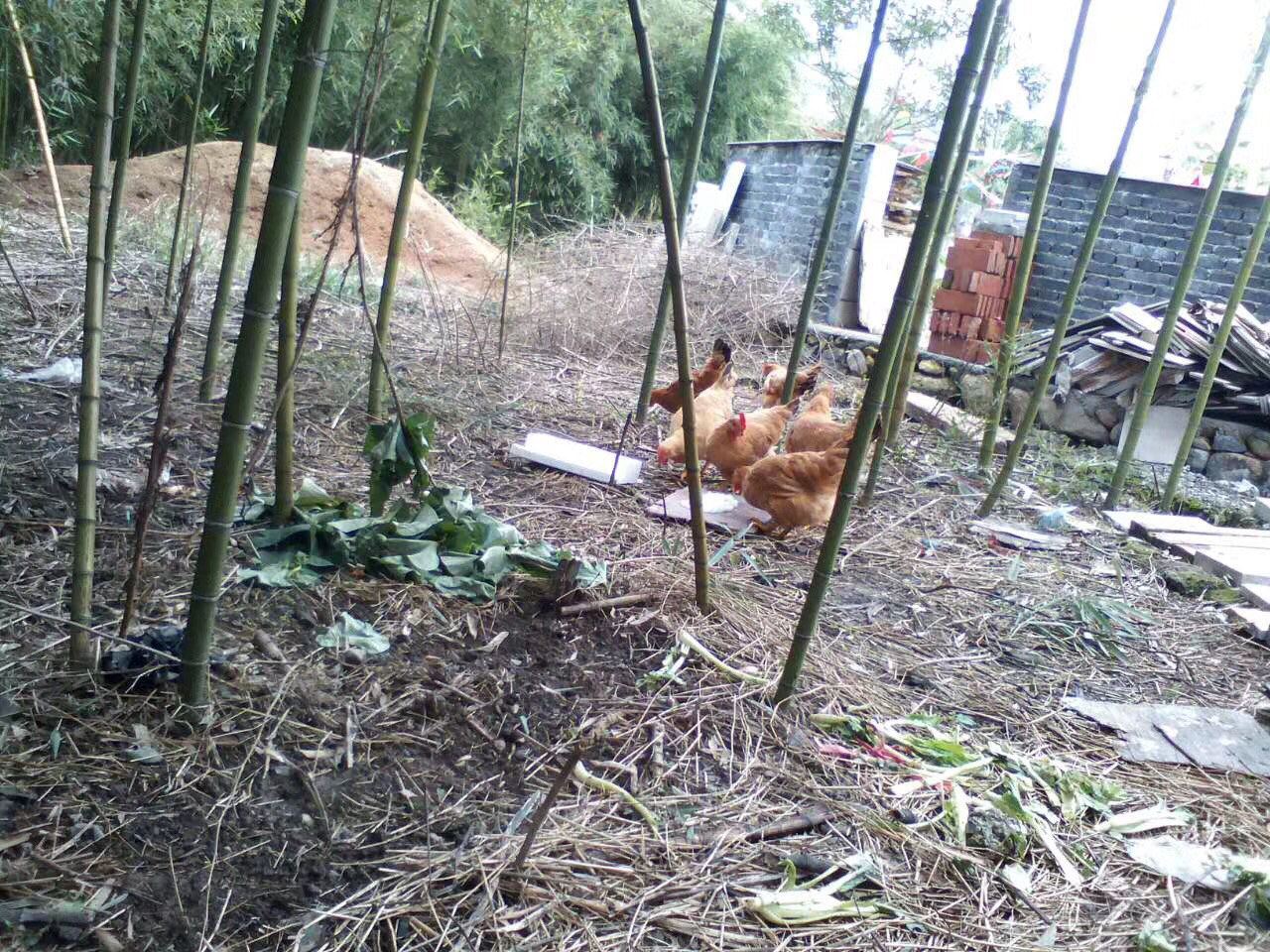 杭州红福农家民宿