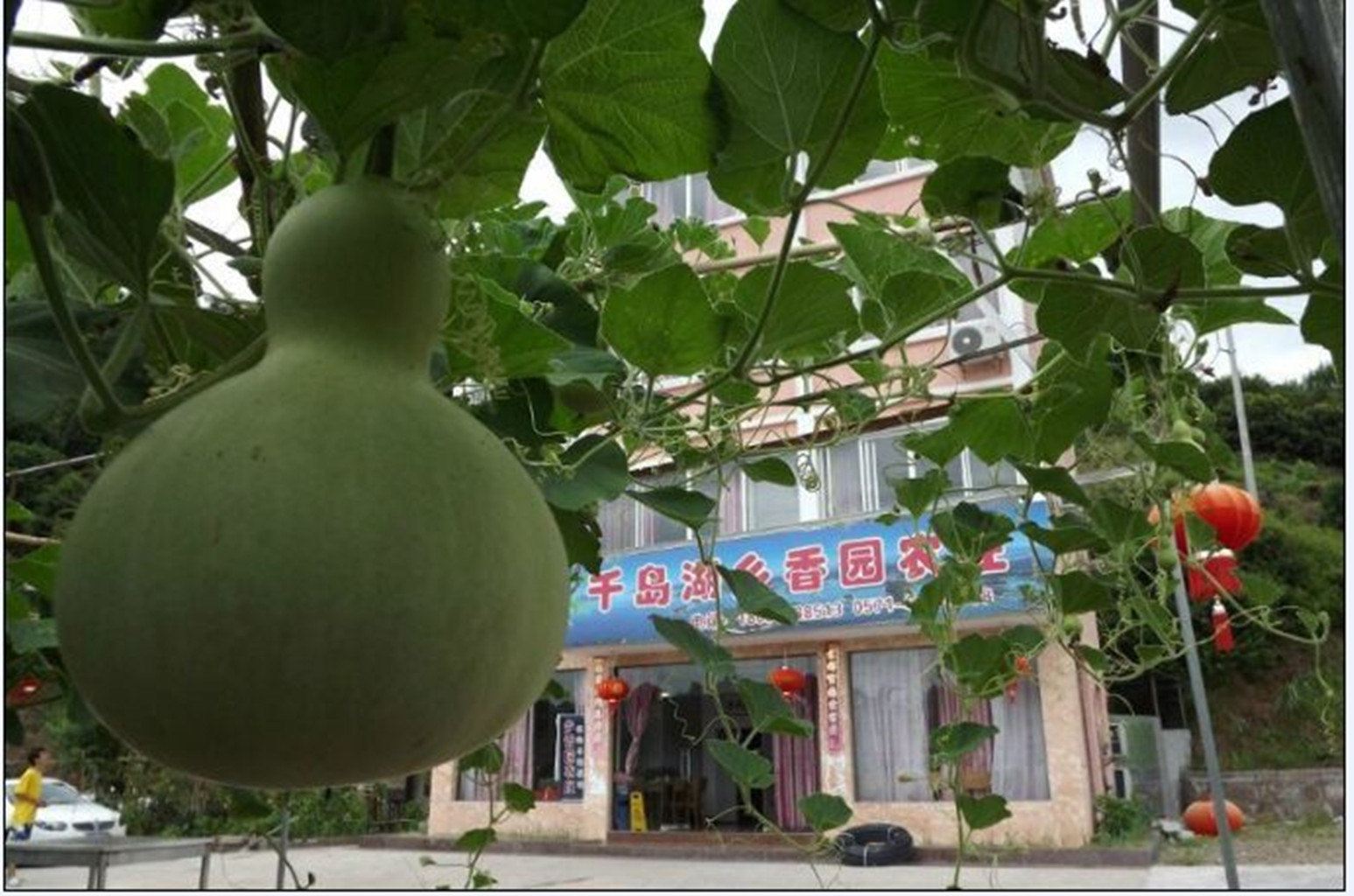 外观