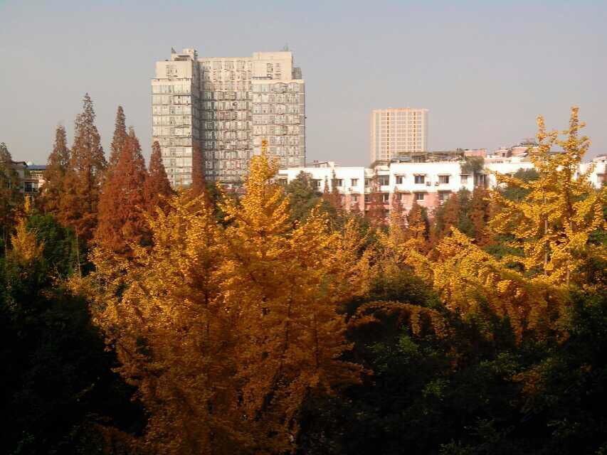 成都绿荫中的温馨家园普通公寓