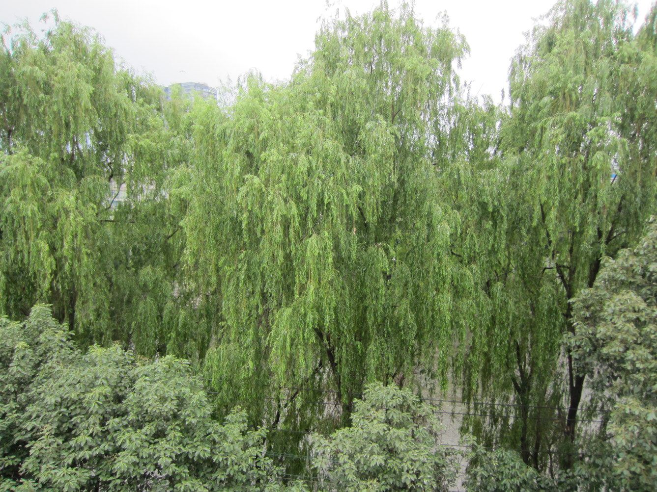 成都浣花河畔家庭公寓