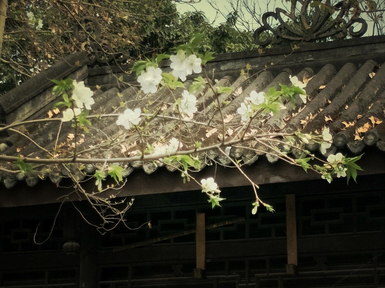 成都语醉生梦死公寓(新光华街辅路分店)
