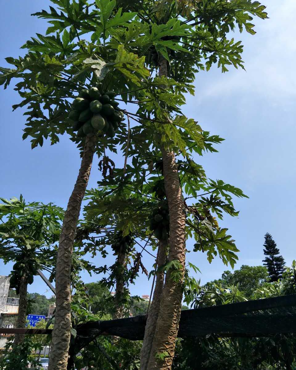 深圳大鹏南澳美一家海边民宿