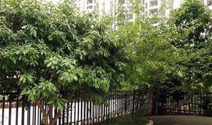 广州碧桂园凤凰城凤馨公寓